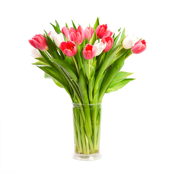 Red and white tulips in a vase